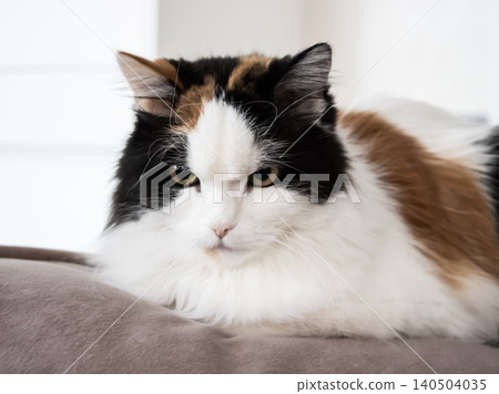 Calico cat resting on sofa in soft indoor daylight with close-up selective focus Calico cat resting on sofa in soft indoor daylight with close-up selective focus 140504035