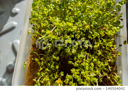 Sprouting microgreens growing in seedling tray on coconut coir under natural sunlight Sprouting microgreens growing in seedling tray on coconut coir under natural sunlight 140504042