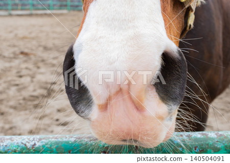 Close-Up of Equine Nose Featuring Delicate Details and Textures of a Horse's Muzzle in a Natural Outdoor Environment Close-Up of Equine Nose Featuring Delicate Details and Textures of a Horse's Muzzle in a Natural Outdoor Environment 140504091