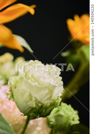 優雅的白色洋桔梗花，花瓣層疊，在黑色背景的襯托下顯得格外美麗。 140504220