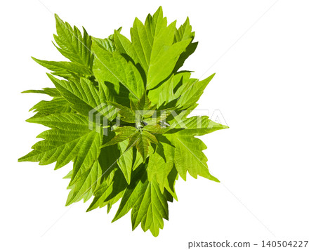 Green leaves sprouts ash like maple on white Green leaves sprouts ash like maple on white 140504227