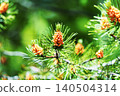 Pine tree (male flowers) 140504314