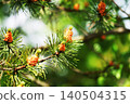 Pine tree (male flowers) 140504315