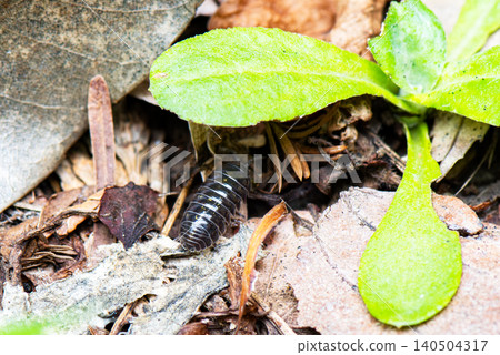 Pill bugs can be found on damp ground covered with dead grass. Pill bugs can be found on damp ground covered with dead grass. 140504317