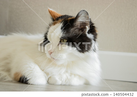 cat on the floor 140504432
