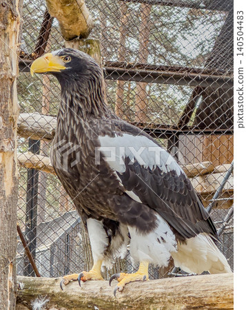 Majestic Steller's Sea Eagle Perched Beautifully on a Branch, Showcasing Its Distinctive Black and White Plumage and Powerful Beak Majestic Steller's Sea Eagle Perched Beautifully on a Branch, Showcasing Its Distinctive Black and White Plumage and Powerful Beak 140504483