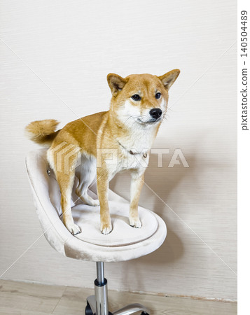 A Shiba Inu Dog Perched Playfully on a Soft, Modern Chair, Showcasing its Adorable Features and Unique Personality in a Bright, Neutral Environment A Shiba Inu Dog Perched Playfully on a Soft, Modern Chair, Showcasing its Adorable Features and Unique Personality in a Bright, Neutral Environment 140504489