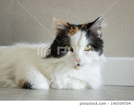 Calico longhaired cat resting on indoor floor and looking at camera in soft natural light Calico longhaired cat resting on indoor floor and looking at camera in soft natural light 140504504