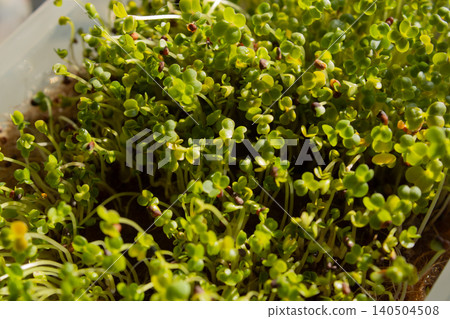 growing organic vegetables in greenhouse growing organic vegetables in greenhouse 140504508