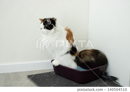 cute kitten sitting in a chair cute kitten sitting in a chair 140504510