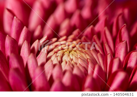 Macro photography focusing on the overlapping petals and center of a dahlia flower. Macro photography focusing on the overlapping petals and center of a dahlia flower. 140504631