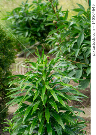 Green stems and foliage of lilies before blooming in the backyard. Agriculture and flower gardening concept Green stems and foliage of lilies before blooming in the backyard. Agriculture and flower gardening concept 140504649