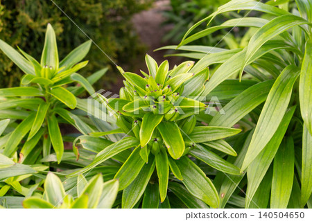 Fresh green lily flowerbeds in early summer. Vibrant plants with closed buds on a soil mulch bed outdoors Fresh green lily flowerbeds in early summer. Vibrant plants with closed buds on a soil mulch bed outdoors 140504650