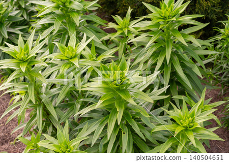 Group of young unbloomed lily bushes growing in home backyard. Beautiful natural texture of lush green foliage Group of young unbloomed lily bushes growing in home backyard. Beautiful natural texture of lush green foliage 140504651