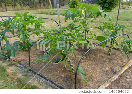 Tall vertical zucchini plant with young courgette fruits tied to a support. Smart landscaping and plant care Tall vertical zucchini plant with young courgette fruits tied to a support. Smart landscaping and plant care 140504652