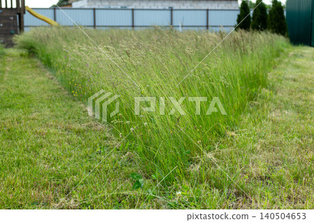 Overgrown wild green grass patch in the garden next to mown lawn. Backyard lawn mowing and service concept Overgrown wild green grass patch in the garden next to mown lawn. Backyard lawn mowing and service concept 140504653