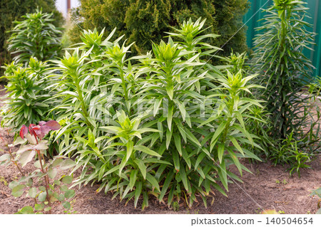 Young green lily plants with unblown buds growing in a spring garden patch. Early growth stage of flowers 140504654