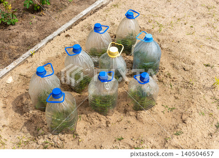 Growing thuja trees from cuttings covered with plastic bottles. Homemade plant greenhouse, garden hacking Growing thuja trees from cuttings covered with plastic bottles. Homemade plant greenhouse, garden hacking 140504657