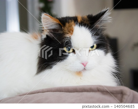 Feline resting on sofa indoors with long fur and calico markings Feline resting on sofa indoors with long fur and calico markings 140504685
