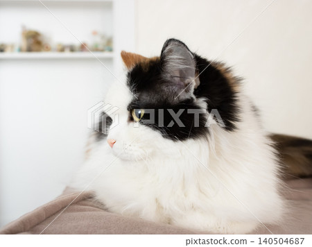 Fluffy black and white domestic cat resting on sofa in bright living room Fluffy black and white domestic cat resting on sofa in bright living room 140504687