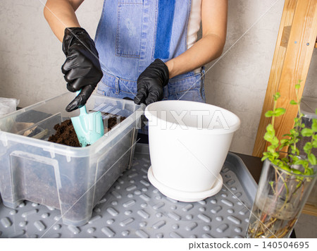 Hands in gloves potting plant cuttings in white flower pot at indoor gardening workspace Hands in gloves potting plant cuttings in white flower pot at indoor gardening workspace 140504695