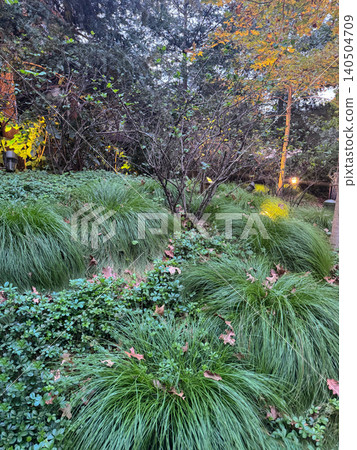 Ornamental grass and shrubs in backyard garden with autumn leaves and landscape lighting at dusk Ornamental grass and shrubs in backyard garden with autumn leaves and landscape lighting at dusk 140504709