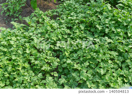 Fresh mustard microgreens foliage background on a garden soil bed. Agricultural concept of green manure 140504813