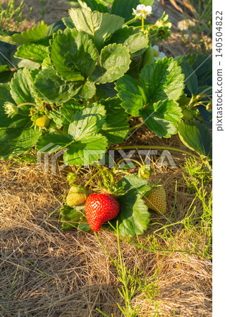Ripe red strawberry growing on a bush with green leaves and straw mulch. Summer berry harvest close-up Ripe red strawberry growing on a bush with green leaves and straw mulch. Summer berry harvest close-up 140504822