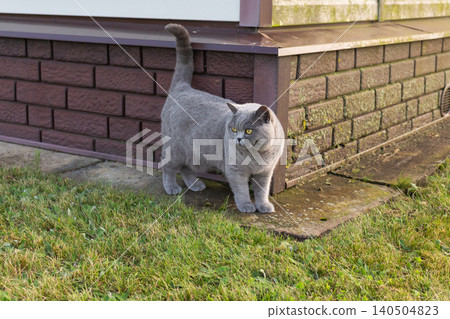 Purebred British shorthair cat sitting on a lawn in the backyard. Domestic animal lifestyle on a sunny day 140504823