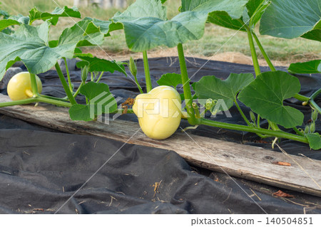 A small unripe pumpkin seedling in the backyard. Organic farming, vegetable cultivation and farming 140504851