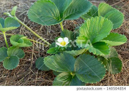 Close-up of green strawberry bush with white blossoms on a sunny day. Agriculture and gardening theme Close-up of green strawberry bush with white blossoms on a sunny day. Agriculture and gardening theme 140504854