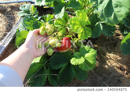 Growing organic strawberries in the garden. Big red ripe berry on a plant bed covered with dry grass Growing organic strawberries in the garden. Big red ripe berry on a plant bed covered with dry grass 140504875