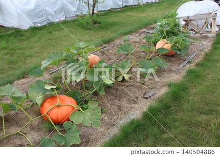 Large orange pumpkins growing on a vine in a garden bed with straw mulch. Autumn harvest, backyard farming Large orange pumpkins growing on a vine in a garden bed with straw mulch. Autumn harvest, backyard farming 140504886