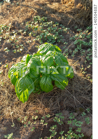 Fresh green basil plant growing in the garden bed. Organic aromatic herb cultivation in the backyard Fresh green basil plant growing in the garden bed. Organic aromatic herb cultivation in the backyard 140504887