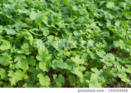 White mustard green manure plants sprouts in the backyard patch. Eco-friendly organic farming agriculture White mustard green manure plants sprouts in the backyard patch. Eco-friendly organic farming agriculture 140504888