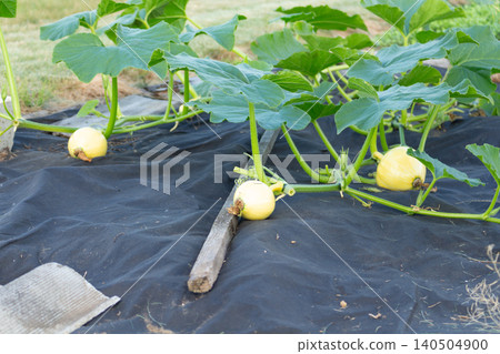 An unripe yellow pumpkin growing on a whip with large leaves in the garden. A small young pumpkin in a bed mulched with mulch An unripe yellow pumpkin growing on a whip with large leaves in the garden. A small young pumpkin in a bed mulched with mulch 140504900
