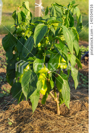 Young green bell pepper plant growing in a garden bed tied to a wooden stake. Backyard farming and gardening Young green bell pepper plant growing in a garden bed tied to a wooden stake. Backyard farming and gardening 140504916