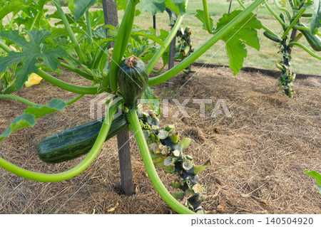Growing marrow squash vertically on a wooden pole. Space-saving gardening hack, backyard farming and agriculture 140504920