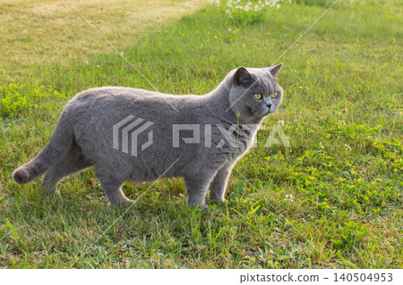 Portrait of a grumpy blue British cat on green grass. Adorable chubby shorthair kitten walking outside Portrait of a grumpy blue British cat on green grass. Adorable chubby shorthair kitten walking outside 140504953