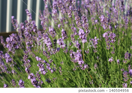 Beautiful purple lavender bush blooming in the garden. Fresh lavender flowers in summer backyard landscaping Beautiful purple lavender bush blooming in the garden. Fresh lavender flowers in summer backyard landscaping 140504956