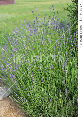 Lavender flowers bush in full bloom near a green lawn. Fragrance field plant, aromatherapy and nature concept Lavender flowers bush in full bloom near a green lawn. Fragrance field plant, aromatherapy and nature concept 140504957