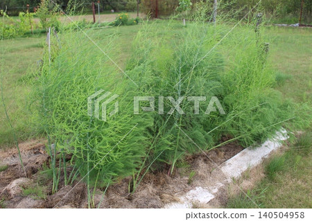 Tall green asparagus fern plants growing in a garden bed with straw mulch. Organic backyard farming Tall green asparagus fern plants growing in a garden bed with straw mulch. Organic backyard farming 140504958