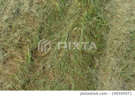 Tall overgrown green grass on the lawn in the backyard garden. Need for mowing, garden maintenance concept 140504971