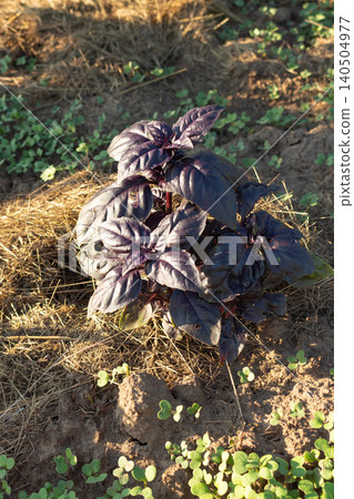 Purple dark opal basil bush growing on a mulched garden patch. Organic herb farming and backyard gardening Purple dark opal basil bush growing on a mulched garden patch. Organic herb farming and backyard gardening 140504977