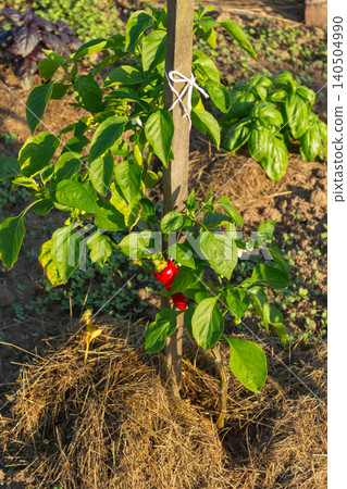 Green capsicum seedling with straw mulch in the backyard garden. Organic vegetable farming and agriculture Green capsicum seedling with straw mulch in the backyard garden. Organic vegetable farming and agriculture 140504990