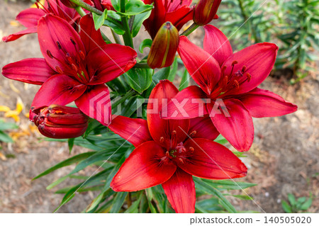 Close-up of deep red lily Royal Kiss blossoms with green leaves in a sunny garden patch. Botanical background Close-up of deep red lily Royal Kiss blossoms with green leaves in a sunny garden patch. Botanical background 140505020