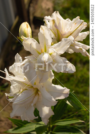 Gorgeous white double lily Polar Star flowers with speckled center blooming outdoors. Summer horticulture decor Gorgeous white double lily Polar Star flowers with speckled center blooming outdoors. Summer horticulture decor 140505022