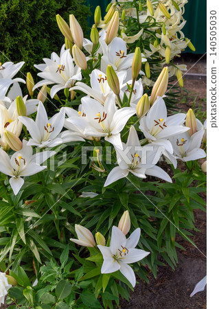 Pure white lily Bright Diamond flowers with green leaves and unblown buds in a garden field. Botanical scene 140505030