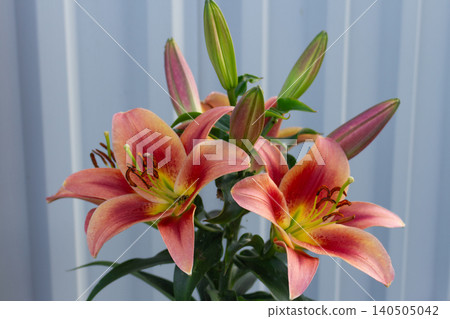 Isolated-like close shot of lily Shocking flower. High resolution image for plant care articles or seed pack Isolated-like close shot of lily Shocking flower. High resolution image for plant care articles or seed pack 140505042
