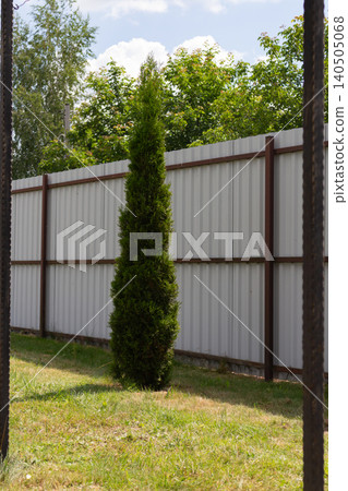 Young thuja tree growing near a metal fence in the backyard. Backyard landscaping design Young thuja tree growing near a metal fence in the backyard. Backyard landscaping design 140505068